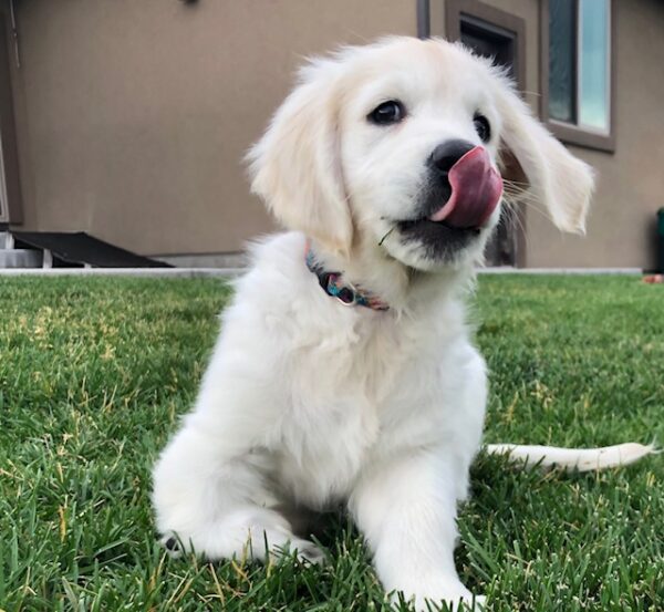 Avery-11 weeks old (adopted) - Image 2