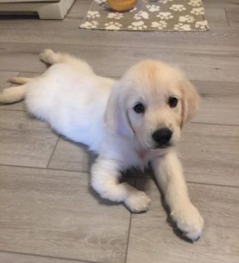 adopt golden retriever puppy near me