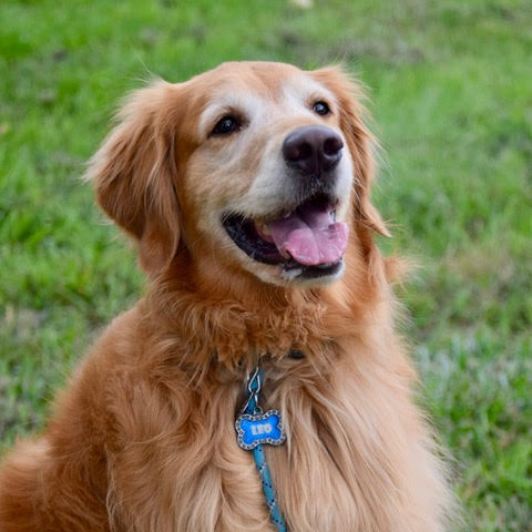 senior golden retriever rescue