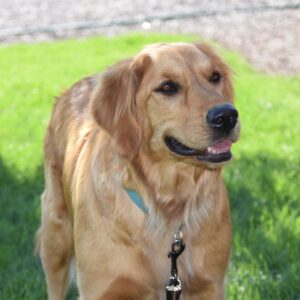 Lucy-2.5 years old (Female) Adopted 8/4/19