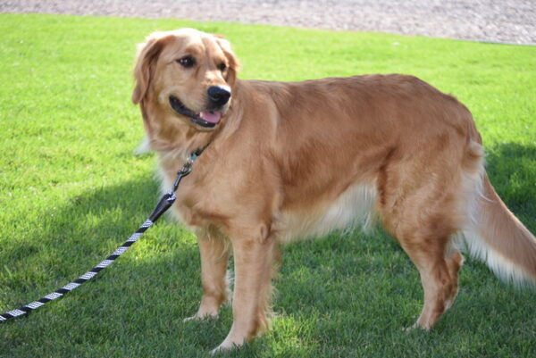 Lucy-2.5 years old (Female) Adopted 8/4/19 - Image 2