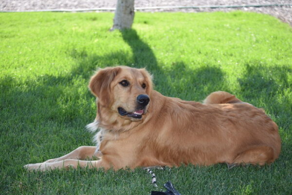 Lucy-2.5 years old (Female) Adopted 8/4/19 - Image 3