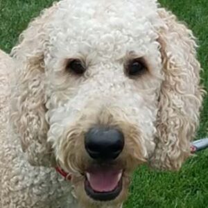 Nelson Doodle - 2 years old - Adopted 6/26/19