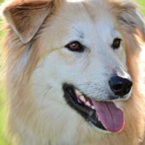 Rubia 2 years old (Female) Adopted 1/7/20