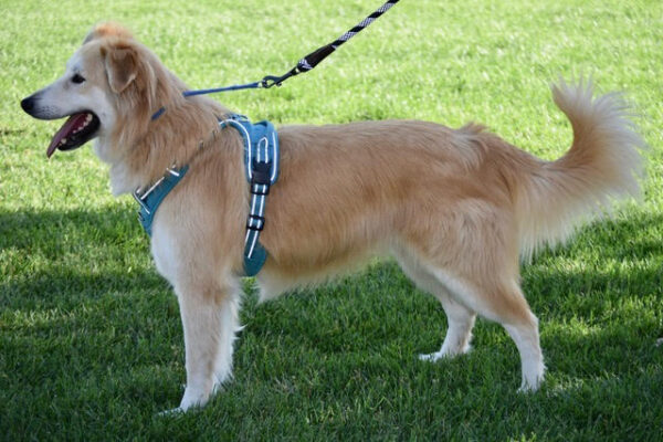 Rubia 2 years old (Female) Adopted 1/7/20 - Image 3