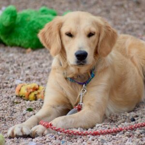 Ruth-1.5 year old (female) ADOPTED 1/4/20