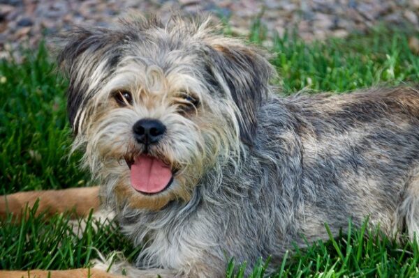 Murphy-6 years old (Male) Adopted 10/11/19 - Image 7