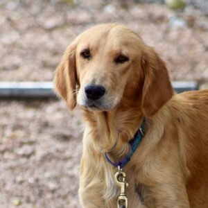 Mary-1.5 year old (Female) Adopted 12/16/19