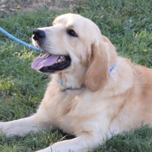 Summit-16 months old (Male) Adopted 9/28/19