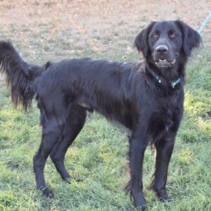 Ollie-19 months old (male) Adopted 9/25/19