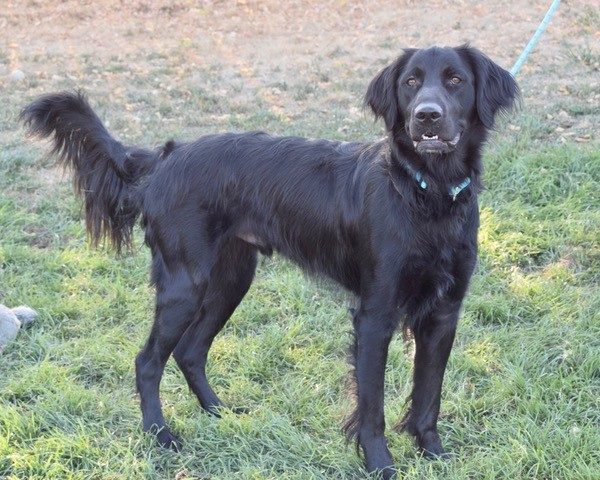 Ollie-19 months old (male) Adopted 9/25/19