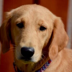 Goldie -1.5 years old (Female) Adopted 9/28/19