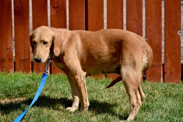 Goldie -1.5 years old (Female) Adopted 9/28/19 - Image 4