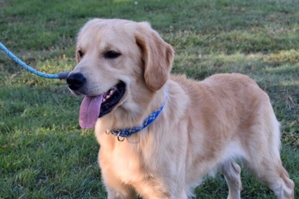 Summit-16 months old (Male) Adopted 9/28/19 - Image 3