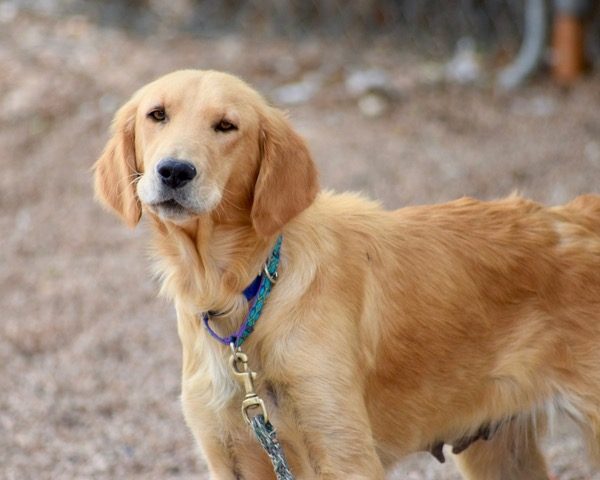 Mary-1.5 year old (Female) Adopted 12/16/19 - Image 2