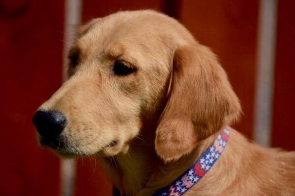 Goldie -1.5 years old (Female) Adopted 9/28/19 - Image 3