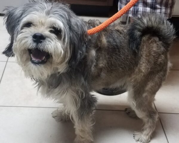 Murphy-6 years old (Male) Adopted 10/11/19 - Image 4