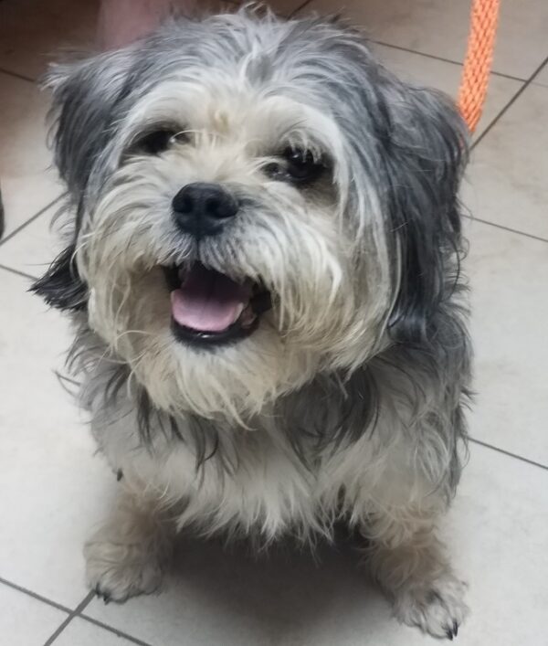 Murphy-6 years old (Male) Adopted 10/11/19 - Image 3