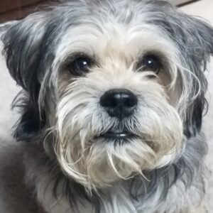 Murphy-6 years old (Male) Adopted 10/11/19