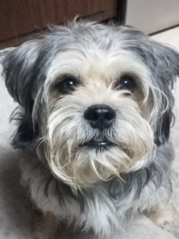 Murphy-6 years old (Male) Adopted 10/11/19