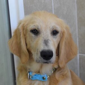 Beatrice- 4 months (female) Adopted 10/5/19