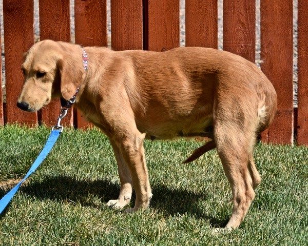 Goldie -1.5 years old (Female) Adopted 9/28/19 - Image 2