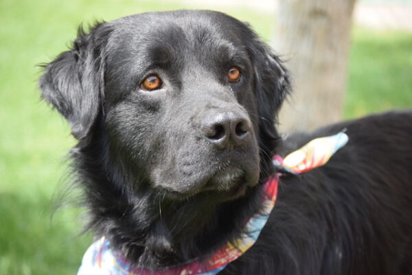 Kodak-3 years old (Male) - Image 3