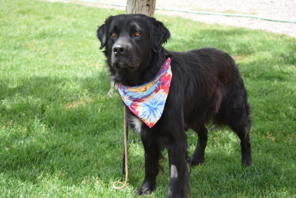 Kodak-3 years old (Male) - Image 2