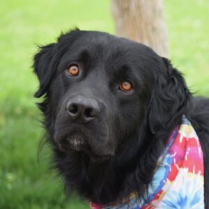 Kodak-3 years old (Male)