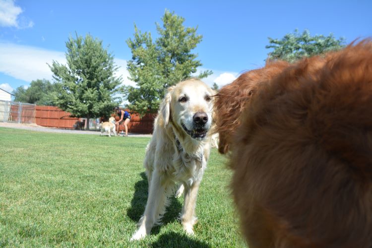 2019 Reunion Picnic - Golden Retriever Rescue