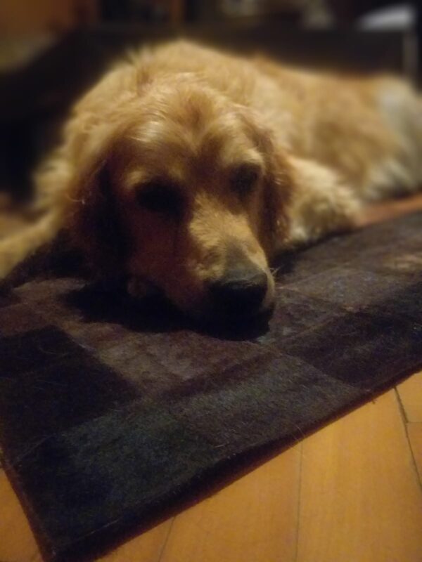 Lucky-5 years old (Male) TURKEY DOG Adopted 11/9/19 - Image 2