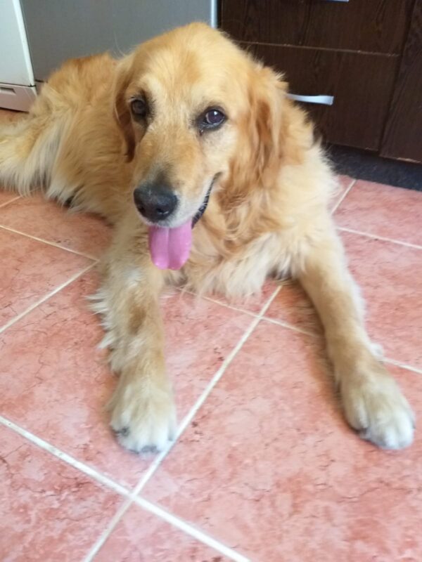 Lucky-5 years old (Male) TURKEY DOG Adopted 11/9/19 - Image 3