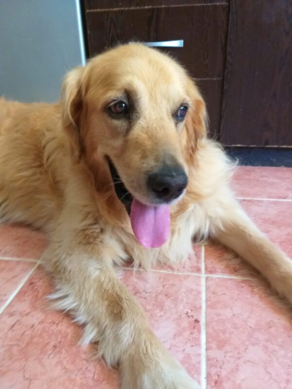 Lucky-5 years old (Male) TURKEY DOG Adopted 11/9/19 - Image 4