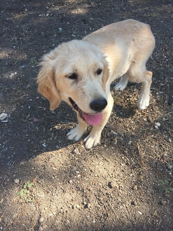 Punkin-10 months old (Female) Adopted 11/5/19 - Image 3