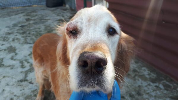 Irma-10 years old (Female) TURKEY DOG Adopted 11/17/19 - Image 2
