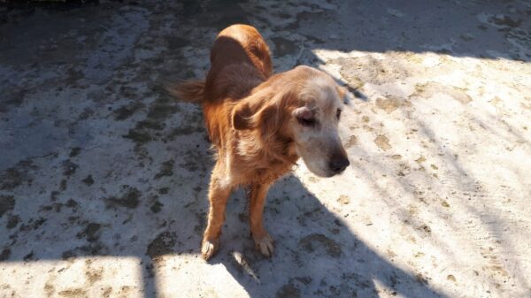 Irma-10 years old (Female) TURKEY DOG Adopted 11/17/19 - Image 3