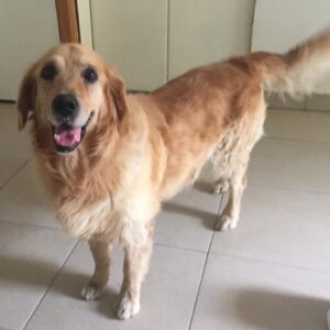 Lucky-5 years old (Male) TURKEY DOG Adopted 11/9/19