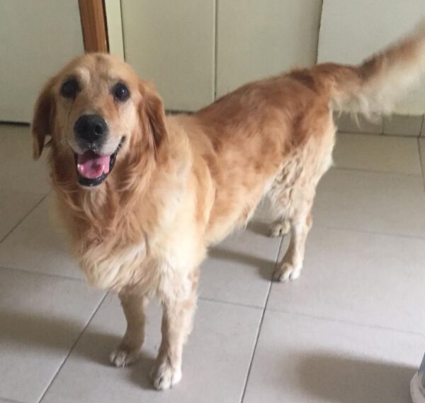 Lucky-5 years old (Male) TURKEY DOG Adopted 11/9/19