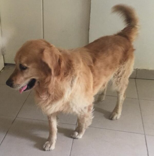 Lucky-5 years old (Male) TURKEY DOG Adopted 11/9/19 - Image 6
