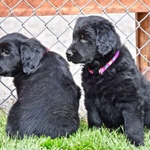 8 weeks old (2 males & 2 females) Adopted 10/19/19