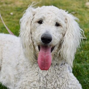 Dizzy 11 month old (Male) Adopted 10/27/19