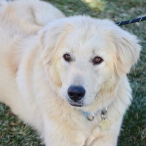 Blue-1.5 year old (Male)-TURKEY DOG Adopted 3/18/20