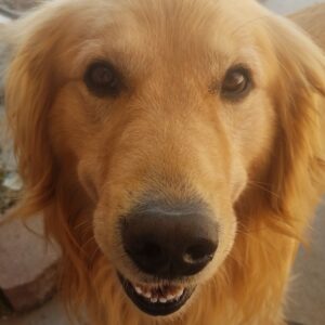 Captain-4 years old (Male) Adopted 11/9/19