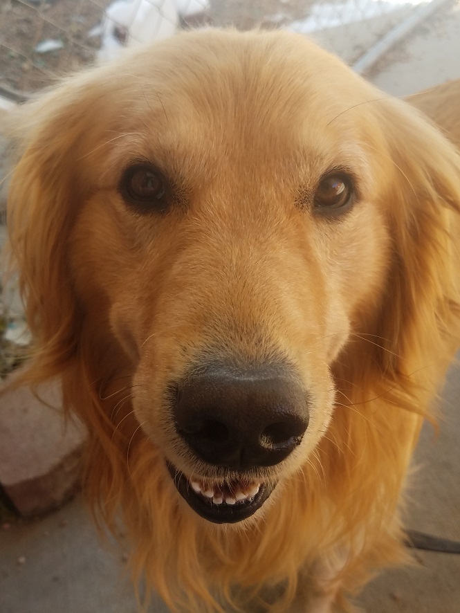 senior golden retriever rescue