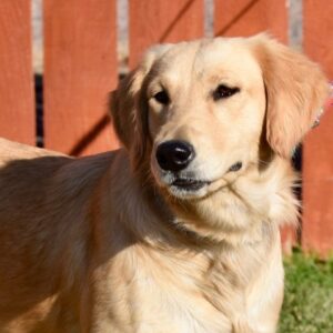 Eden -1.5 years old (Female) Adopted 10/6/19