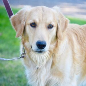 Galen 1.5 years old (Male) Adopted 10/26/19