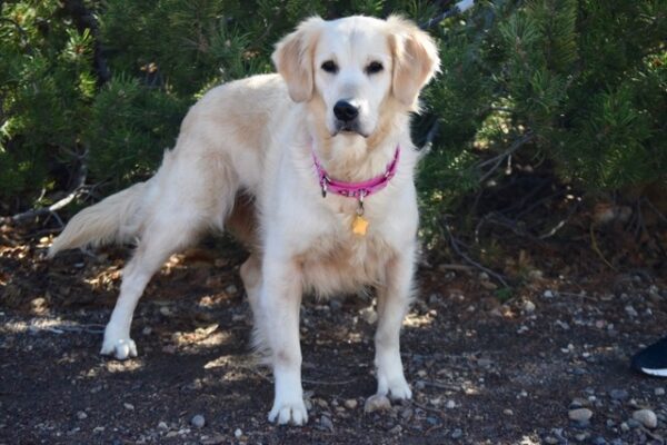 Holly-2 Years old (Female) TURKEY DOG Adopted 11/8/19 - Image 2