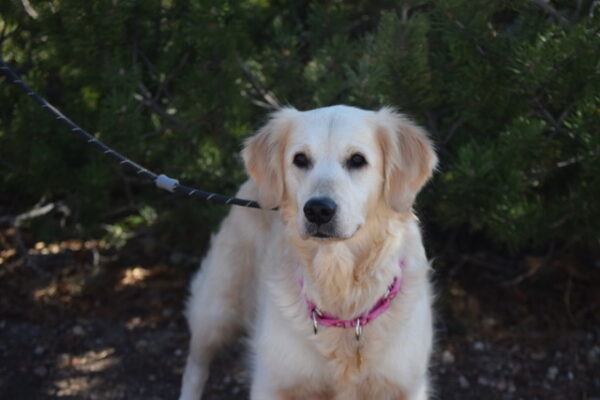 Holly-2 Years old (Female) TURKEY DOG Adopted 11/8/19 - Image 3