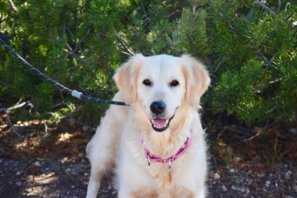 Holly-2 Years old (Female) TURKEY DOG Adopted 11/8/19 - Image 5