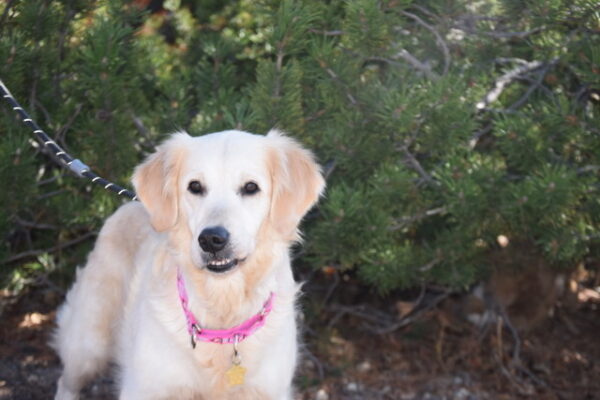 Holly-2 Years old (Female) TURKEY DOG Adopted 11/8/19 - Image 6